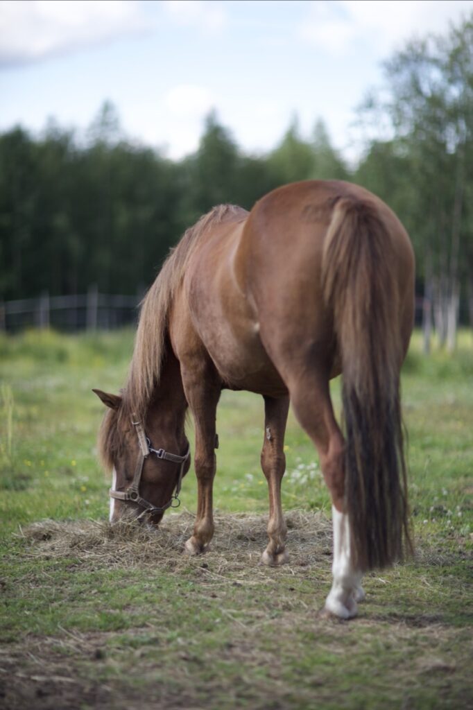 M30B9785 kopio Large